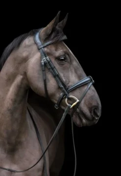 Eco Rider Ecolux Bridle Black