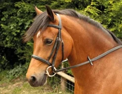 Plain Windsor Bridle Black