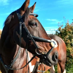 Cameo Core Grackle Bridle Black