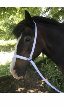 KM White Rope Show Halter