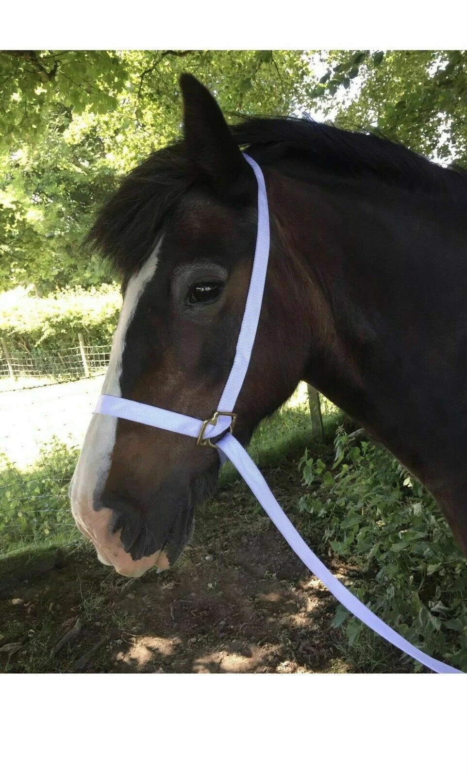 KM White Rope Show Halter 1 KM White Rope Show Halter