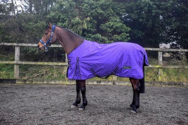 Whitaker Tanfield 50g Turnout Rug Purple