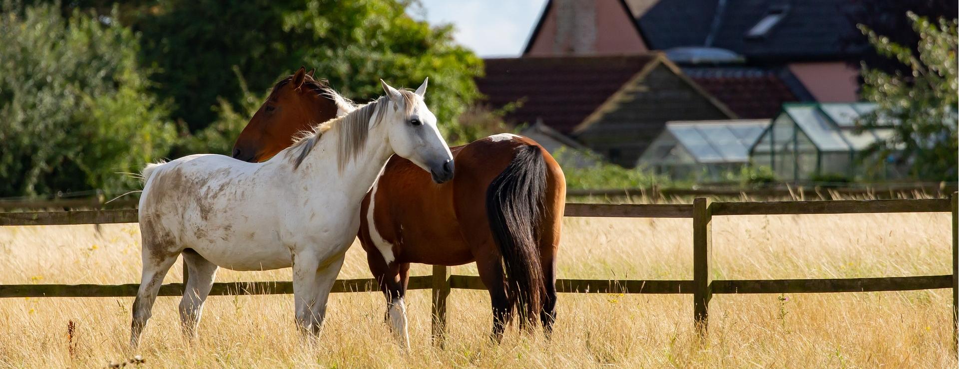 Horse Supplies Store -Horse Supplies Store horses 5499465 1920